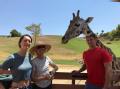 Feeding a giraffe at the San Diego Safari Park!