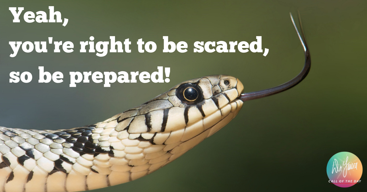 Call of the Day Podcast: I'm Terrified Of Snakes!
